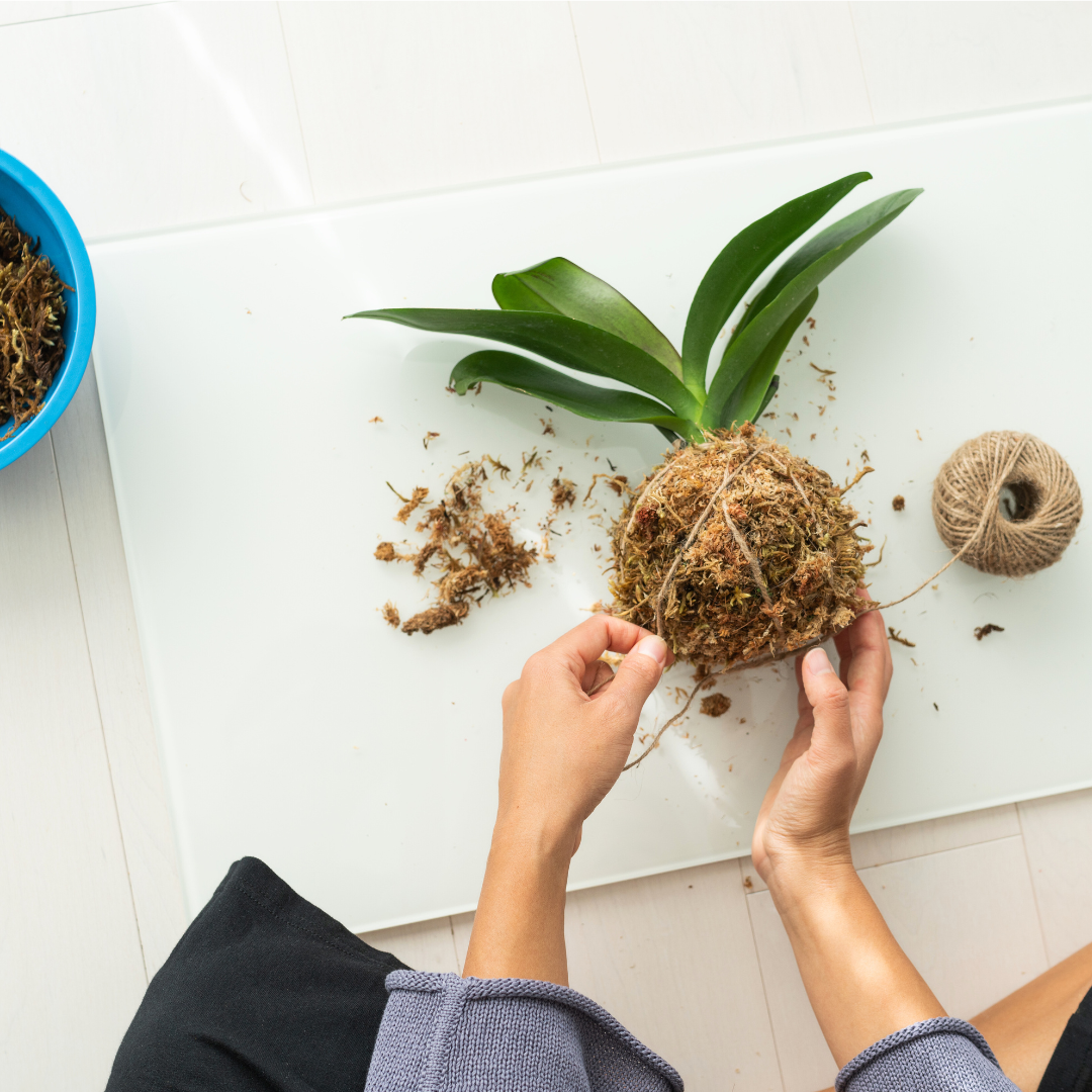 FOTO KOKEDAMA