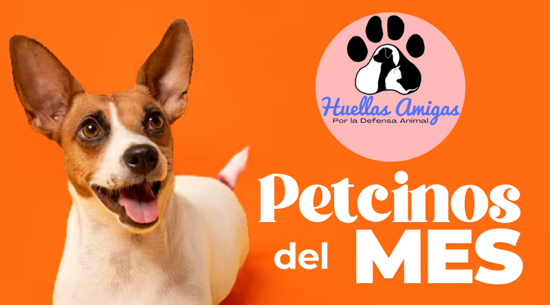 petcinos octubre resultados